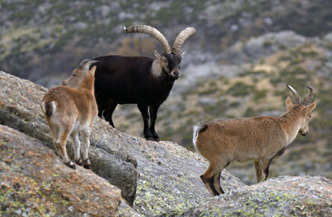 Monteses en gredos