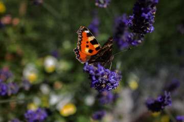 butterfly on flower