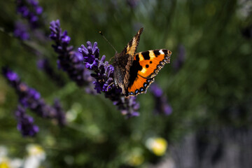 butterfly on flower