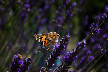 butterfly on flower