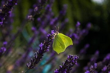 butterfly on a flower