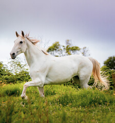 Obraz na płótnie Canvas Lusitano on pasture, wild animals, outdoors, amazing horses.