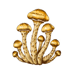 Edible mushrooms honey agaric hand-drawn illustration, agaric family of inedible mushrooms Dangerous mushrooms, honey mushroom, white toadstool, mushroom family isolated on a white background