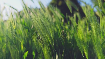 Self Seeded Green Grain and Grass Moved by Gusts of Wind