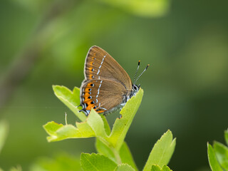 Obraz na płótnie Canvas Black Hairstreak Butterfly Resting