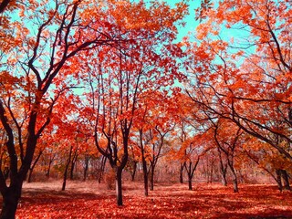 Naklejka premium Autumn landscape. Autumn tree leaves sky background.