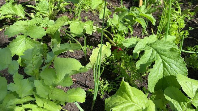 Gem&uuml;seanbau im eigenen Garten. Beispiel eine Mischkultur mit Rettich-, Karotten- und Zwiebelpflanzen.
