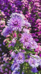 Obraz premium purple flowers blooming