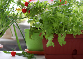 Tomato Plant Grown In A Pot In The Garden On The Balcony. Hobby for a city dweller. Cherry tomatoes, green onions, coriander, parsley in pots