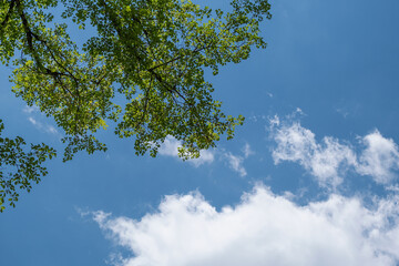 晴れた空と樹木