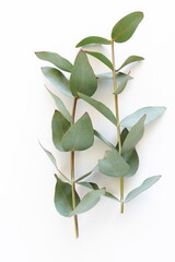 eucalyptus leaves on a white background.  top view. minimal floral card.poster 