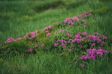 Fototapeta premium Rhododendron flowers in nature