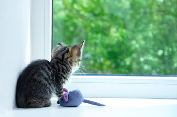 A small gray kitten sitting on the windowsill with  soft toy looks out the window to the street.