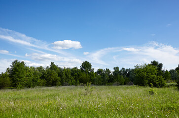 Obraz premium Bright summer forest against the sky and meadows. Beautiful landscape of green trees and blue sky background