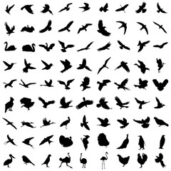 Set of black birds silhoettes. Flying, sitting, swimming. Vector illustration.