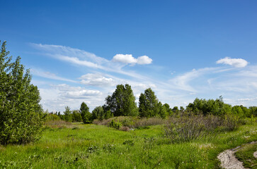Bright summer forest against the sky and meadows. Beautiful landscape of green trees and blue sky background
