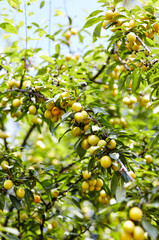 Cherry plum fruits on a tree branch. Ripe fruit among the green leaves in the summer garden in rays of sunlight in nature