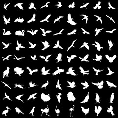 Set of white birds silhoettes. Flying, sitting, swimming. Vector illustration.