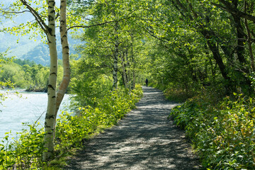 Obraz premium 上高地、川沿いの散歩道