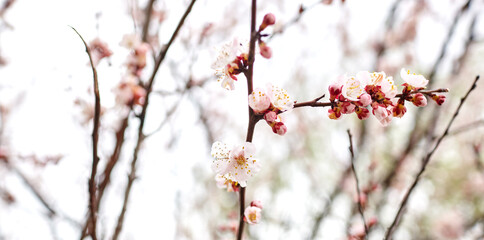 Beautiful white apricot blossom at park. Flowering apricot tree. Fresh spring background on nature outdoors. Soft focus image of blossoming flowers in spring time