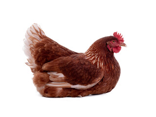 Red hen sitting on a white background