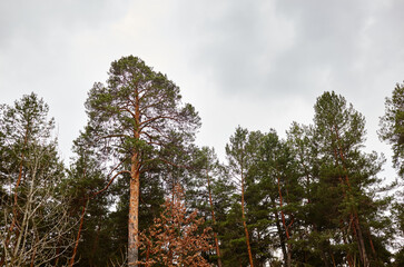 Forest against the sky. Pine trees against a blue sky with clouds on a sunny day