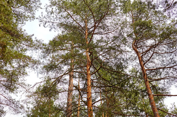 Forest against the sky. Pine trees against a blue sky with clouds on a sunny day