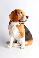 A cute beagle female with a Pinky scarf