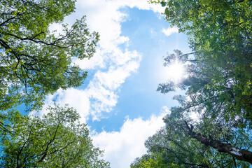 空と木々と太陽