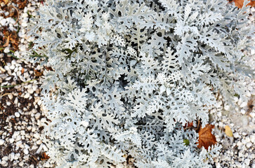Beautiful Silver dust Cineraria maritima in the garden, autumn time, closeup. Natural background of cineraria maritima, selective focus.