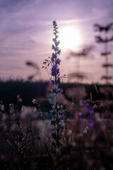 Blue salvias on road side photographed trough bushes - sunset behind it with purple sky and colors