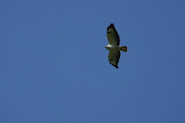 Eurasian buzzard under blue sky in nature 