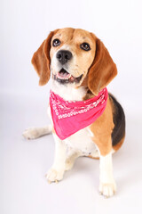 A cute beagle female with a Pinky scarf