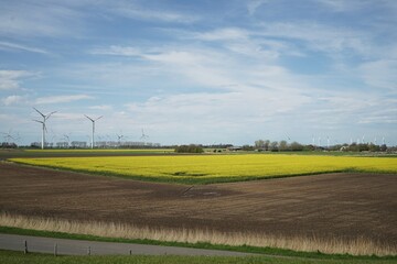 Rapeseed field in summer under blue sky in the background wind turbines