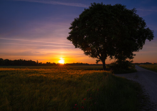 Beautiful sunrise on a wheat field with a big tree - nice sky colors with a big bright sun