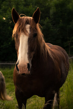 Dark beautiful horse coming at the camera - majestic creature with nice warm side lighting 