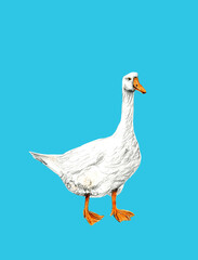 Hand drawn goose illustration for fabric und textile design, wallpaper, decoration.