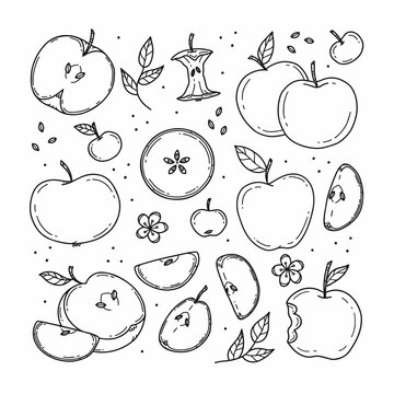 Set of colorless different apples and apple slices in doodle style. Line illustration isolated on background. Collection of food items.