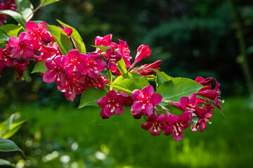 Blooming Weigela Bristol Ruby bush. Branch with pink flowers and bright green leaves on blurred background. Selective focus. Close-up. Ornamental garden. Floral landscape. There is room for text.