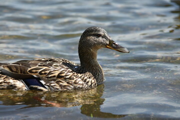 duck on the water