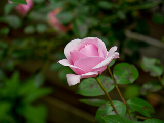 pink rose in garden