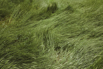 green grass background