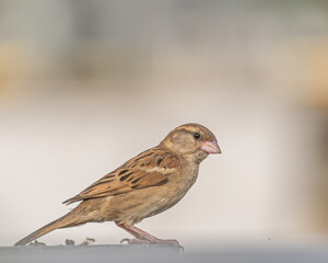 sparrow on the ground