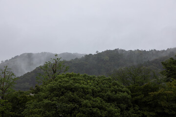 Fototapeta premium 京都ぶらり、東山の雨霧