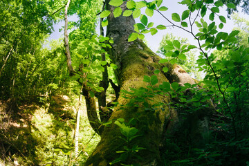 Fototapeta na wymiar tree in natural green woods with lush vegetation