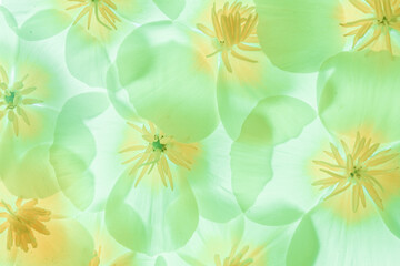 Fond de fleur transparente verte et jaune style aquarelle 