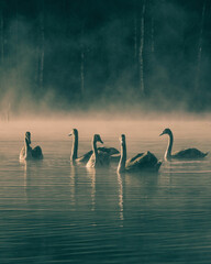 Swans © Kacper