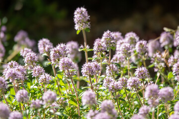Thymus vulgaris known as Common Thyme, Garden thyme, variety with pale pink flowers in garden
