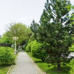 Shady street of Arkhipo-Osipovka village with beautiful old trees, formed pines and junipers. Tranquil Black Sea resort in Krasnodar territory.  Arkhipo-Osipovka Gelendzhik