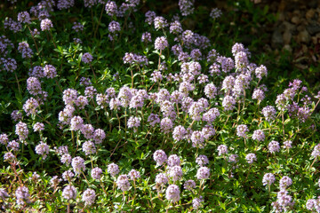 Obraz premium Thymus vulgaris known as Common Thyme, Garden thyme, variety with pale pink flowers in garden